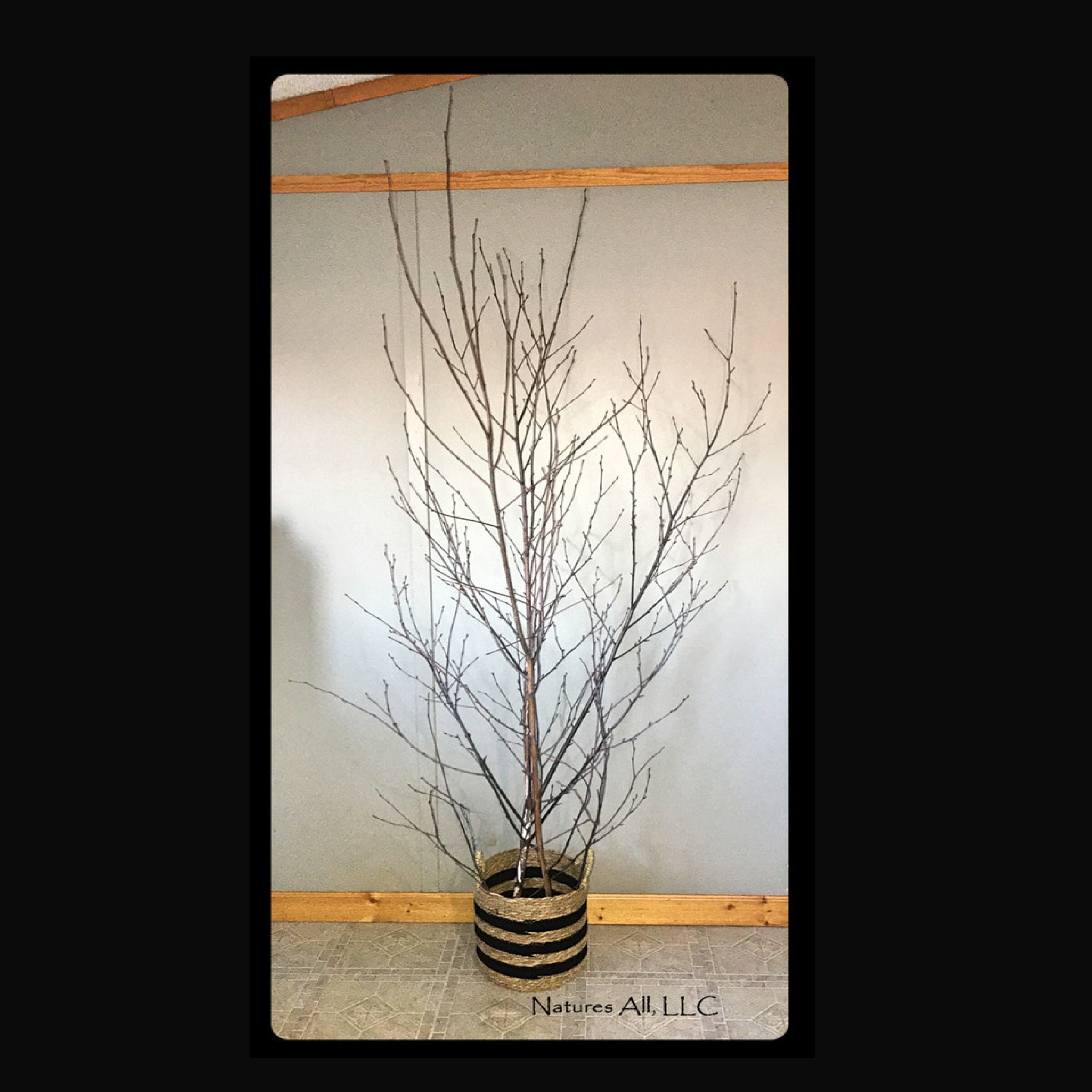 Birch Tree Branches 3'4' Tall 25 Bulk Birch Branches/wholesale Birch  Branches/birch Branches/branch Centerpiece/rustic Wedding 