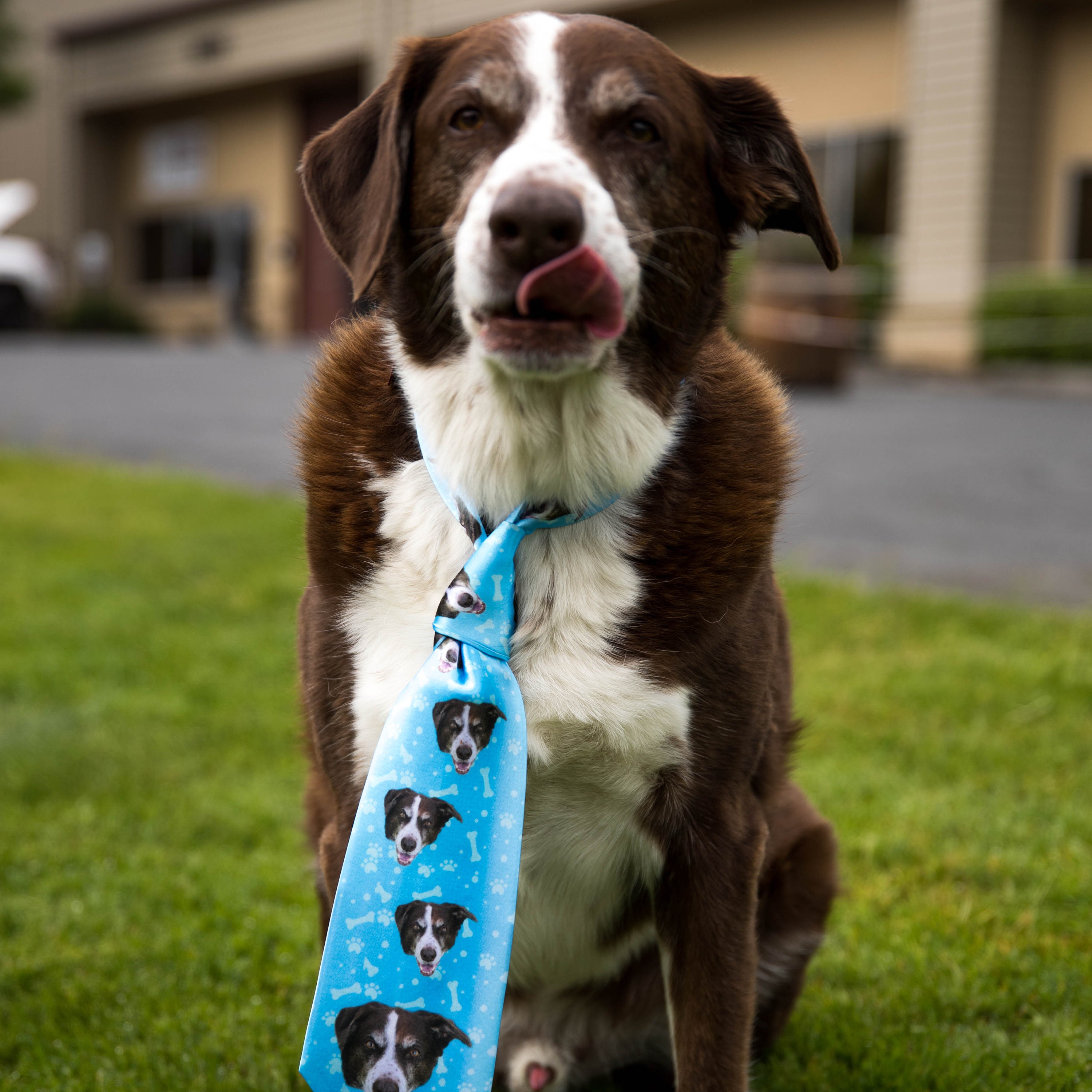 Customized Dog Ties Put Your Cute Dog on a Custom Tie Dog Etsy