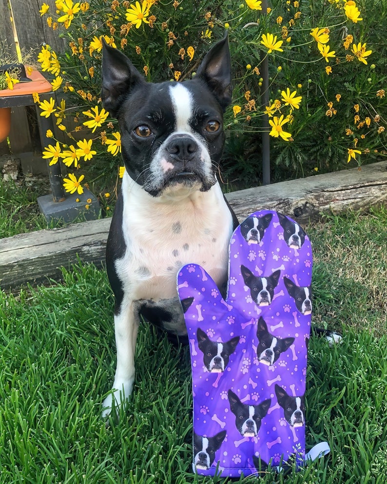 May include: A black and white Boston Terrier dog sitting in front of a purple oven mitt with a pattern of the same dog's face. The oven mitt has a white bone pattern and is surrounded by green grass.