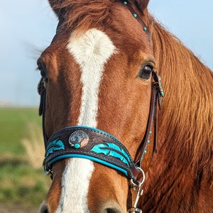 Könnte beinhalten: Nahaufnahme eines braunen Pferdes mit einem weißen Stern auf der Stirn. Das Pferd trägt ein türkisfarbenes und braunes Lederhalfter mit türkisfarbenen Akzenten. Das Pferd schaut in die Kamera.
