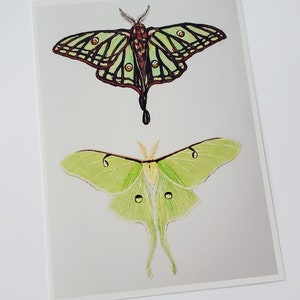 5 X 7 Luna Moth & Spanish Moon Moth Art Prints Gloss Finish - Etsy ...