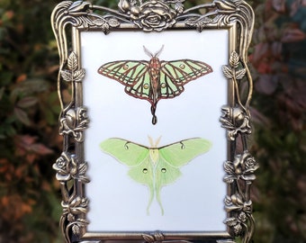 Original Luna Moth and Spanish Moon Moth Colored Pencil Drawing in Vintage Floral Pewter Frame