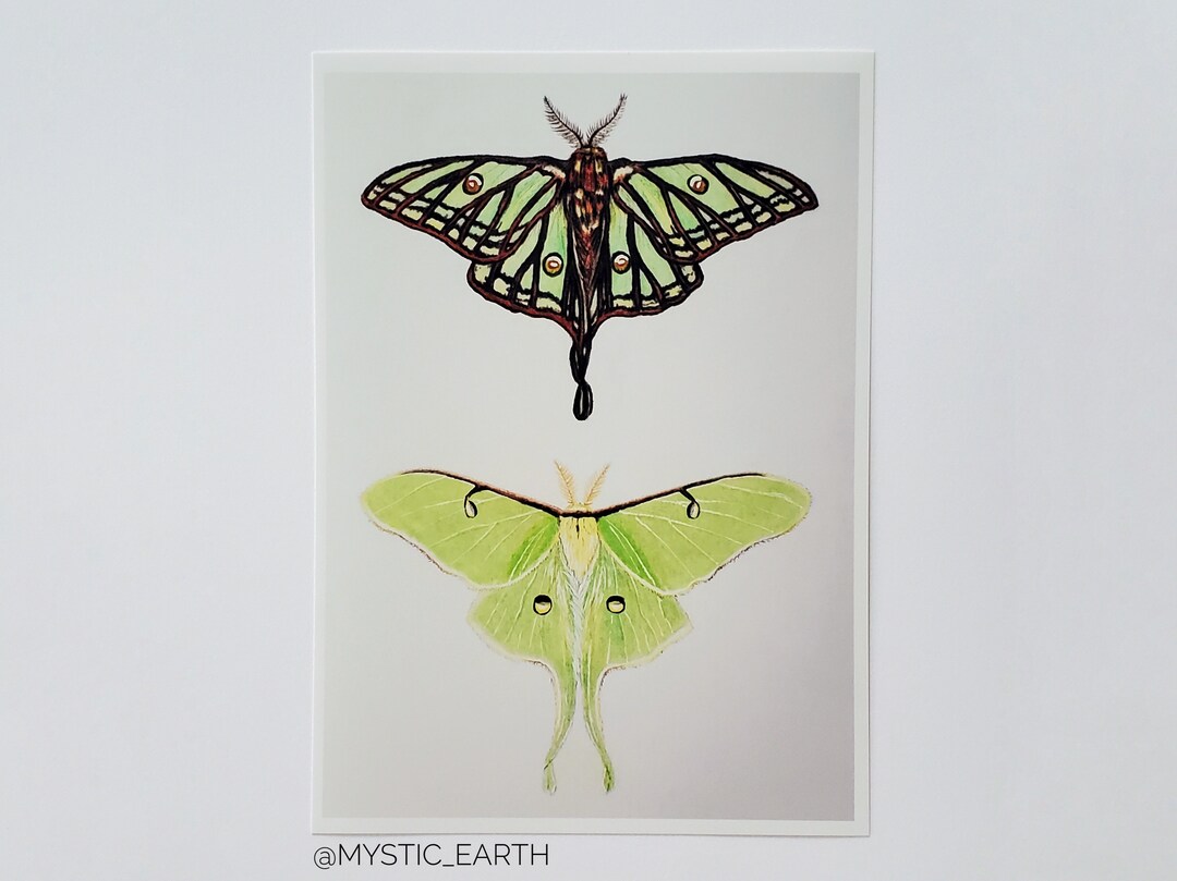 5 X 7 Luna Moth & Spanish Moon Moth Art Prints Gloss Finish - Etsy ...