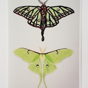 5 X 7 Luna Moth & Spanish Moon Moth Art Prints Gloss Finish - Etsy ...