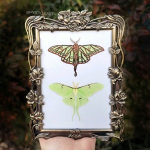 Original Luna Moth and Spanish Moon Moth Colored Pencil Drawing in Vintage Floral Pewter Frame