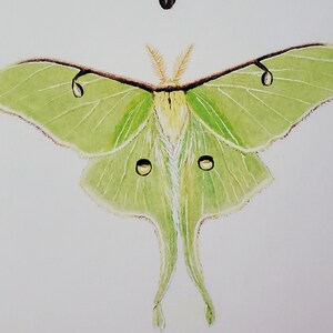 5 X 7 Luna Moth & Spanish Moon Moth Art Prints Gloss Finish - Etsy ...