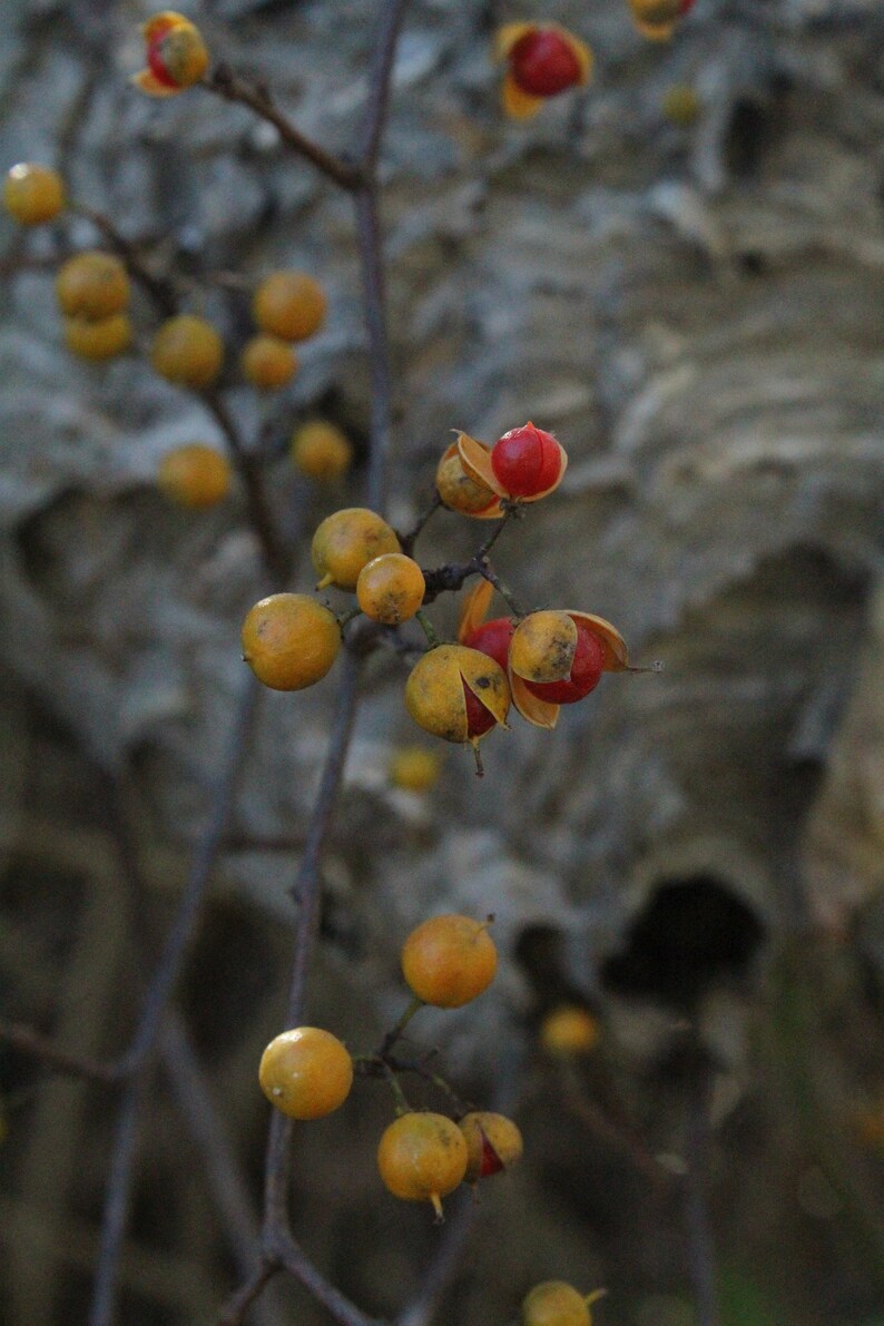 Berries and Bees Etsy