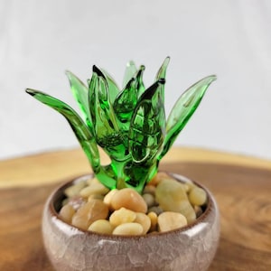 Glass Aloe succulent plant in ceramic crackle glaze pot
