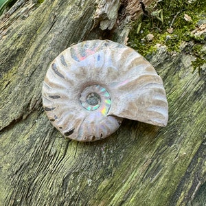 Polished Rainbow Ammonite Opalized Iridescent Fossil Specimen 72.6g Mineral Crystal