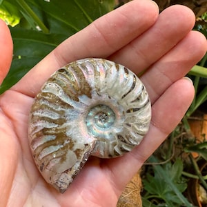Polished Rainbow Ammonite Opalized Iridescent Fossil Specimen 64.4g Mineral Crystal
