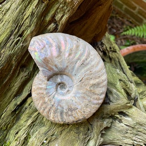 Large Rainbow Ammonite Opalized Iridescent Fossil Specimen 434g Mineral Crystal