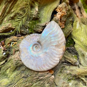 Rainbow Ammonite Opalized Iridescent Fossil Specimen 59.4g Mineral Crystal