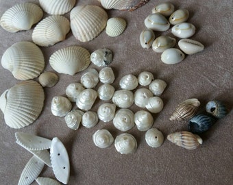 Natural seashells decorative/Pearl / set