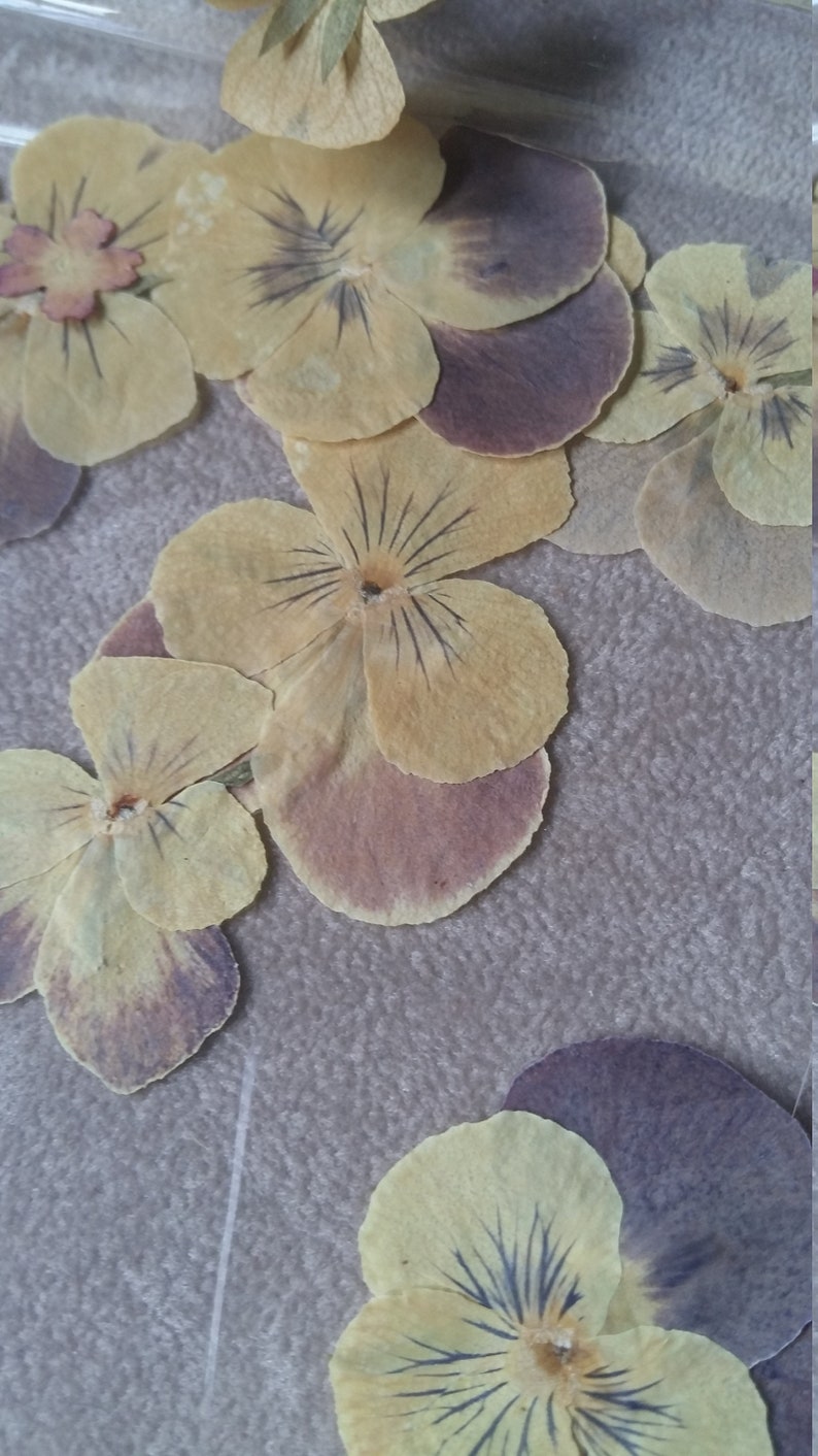 Dried flower thought jaune violet decoration stationery carte old vintage image 3