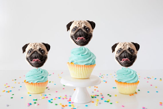 cupcake pug