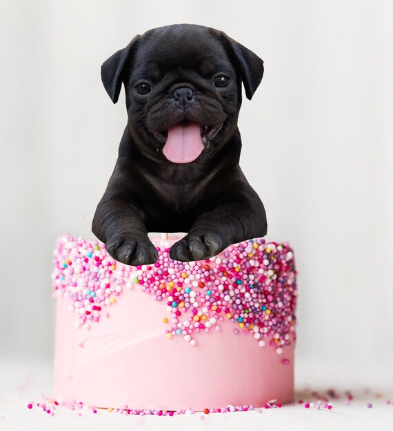 pug cake decorations