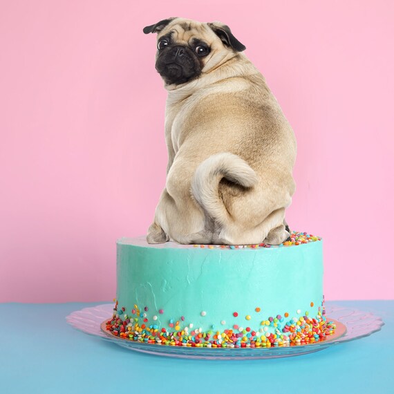 pug birthday cake