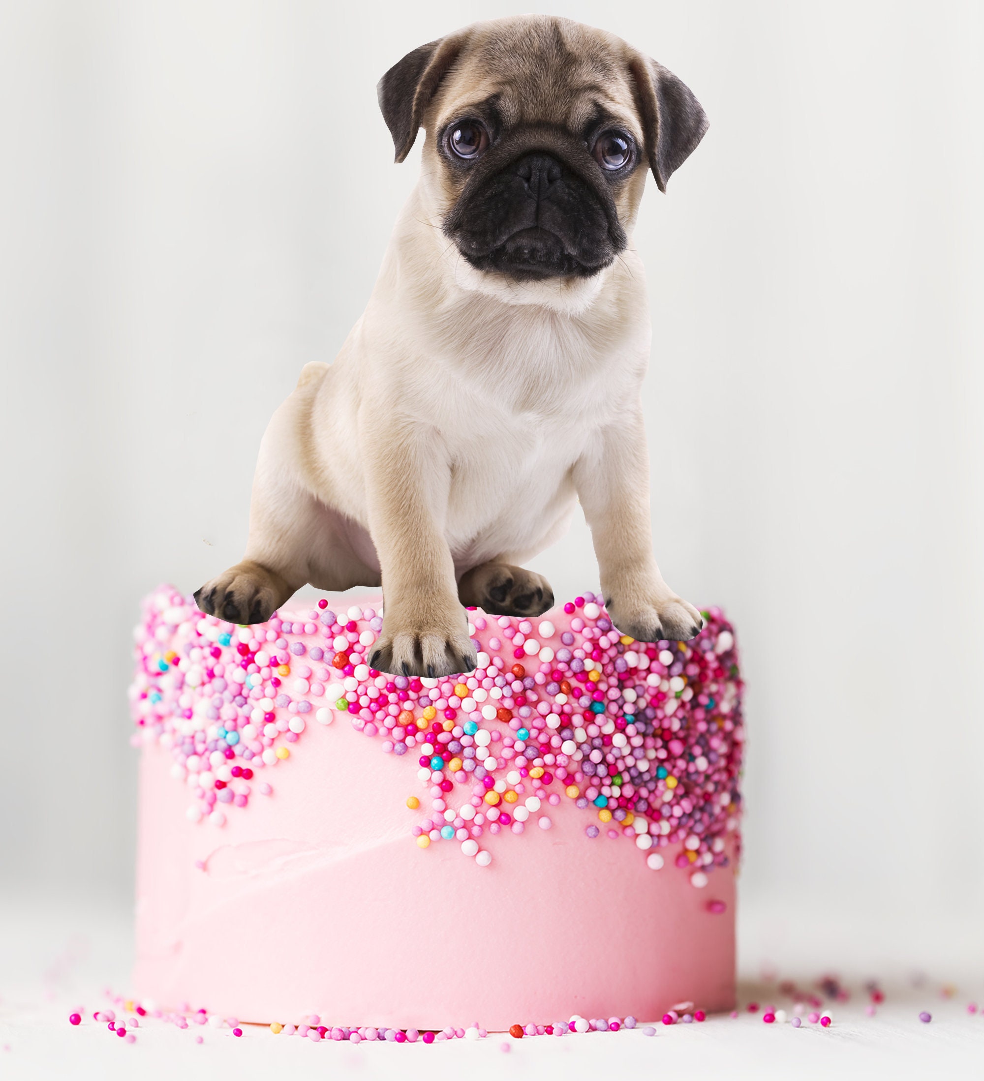 Easy pug cake 2025