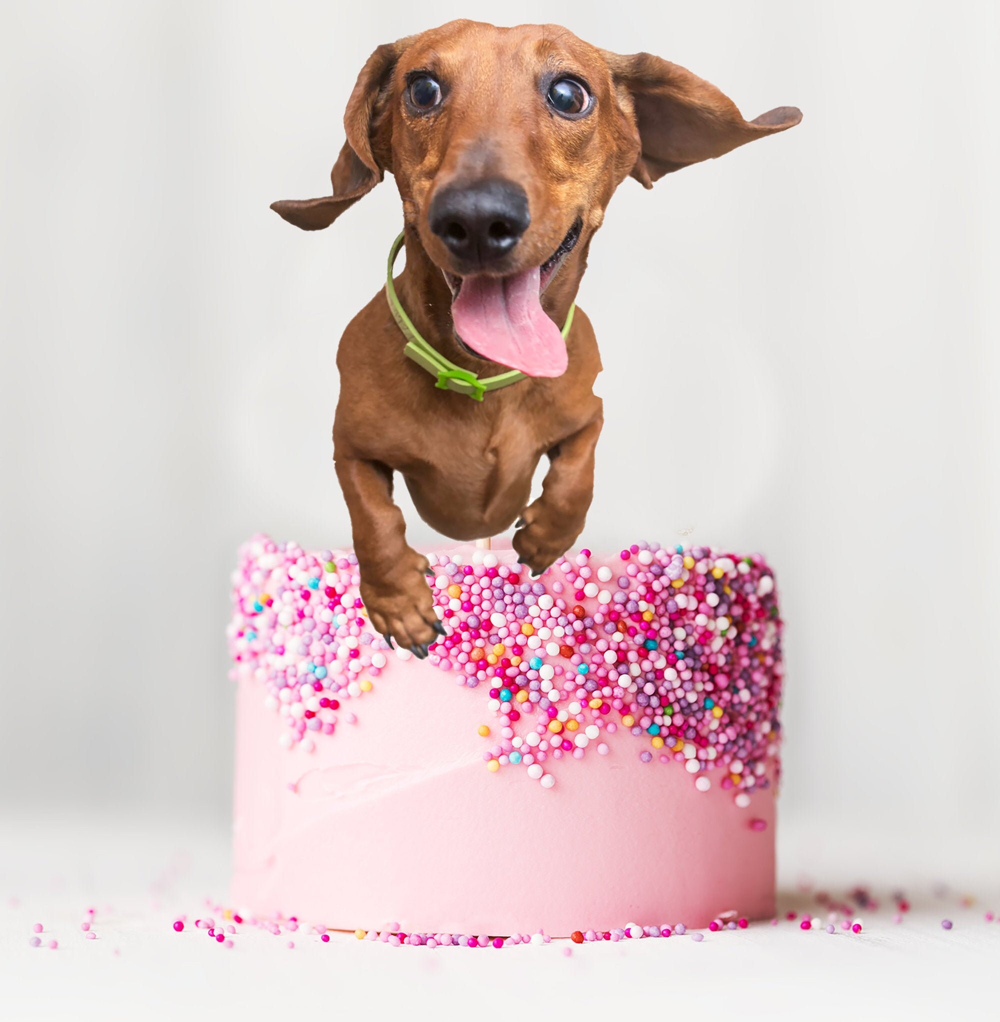 weiner dog cake