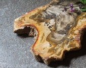 Petrified Wood Serving Charcutier Board From Indonesia