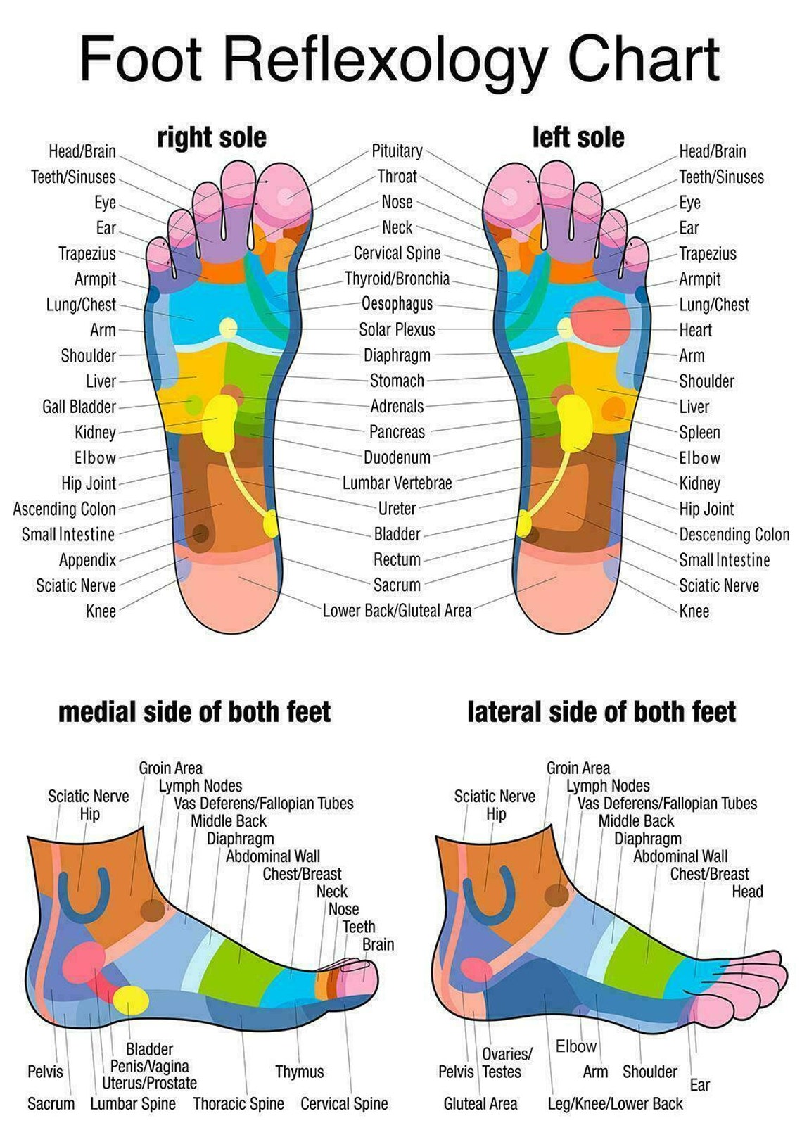 Reflexology Labeled Medial Lateral Foot Chart Holistic Poster Etsy