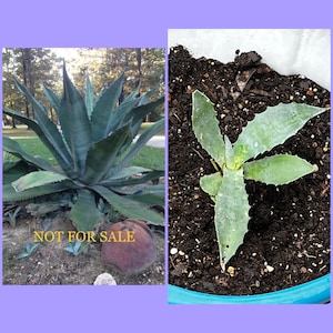 Agave Salmiana Ferox: MEDIUM Live Cactus Succulent 5”-7” wide