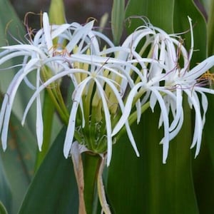 May include: A cluster of white spider lily flowers with long, thin petals. The flowers are in bloom and have a delicate, elegant appearance.