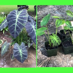 Small 4”-6” Black Beauty COLOCASIA Elephant Ear Live Tropical Plant-Cold Hardy