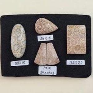 Amazing and Unique Set of Agatized Fossil Coral Cabochons-LOT of 5 (De-stash)
