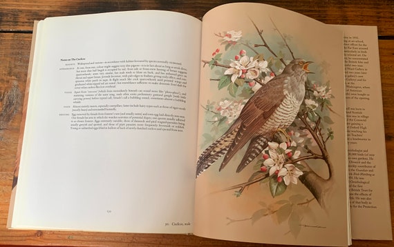 Vintage, Birds of Town and Village, W D Campbell, Basil Ede