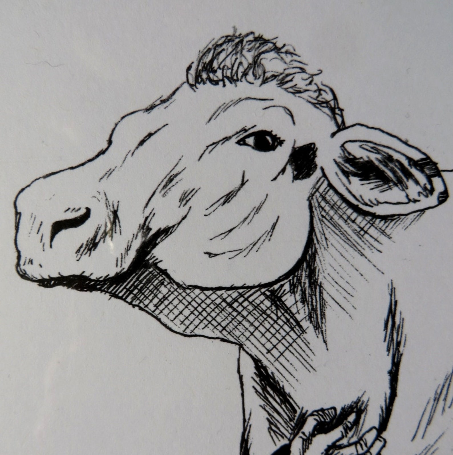 The Hidden Secret Of Cow Udders: Finally Exposed! - r36ycnu