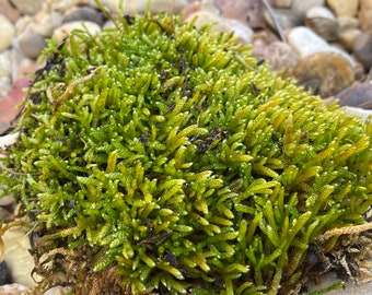 Hand picked Live and freshly harvested green forest moss for terrariums, flower pots, containers, Bonsai pots, garden, fairy garden and more