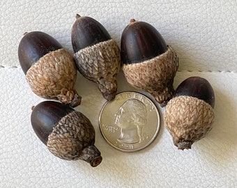 Hand picked Acorns with Caps or without, harvest of 2023