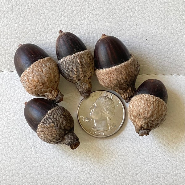 Hand picked Acorns with Caps or without, harvest of 2023