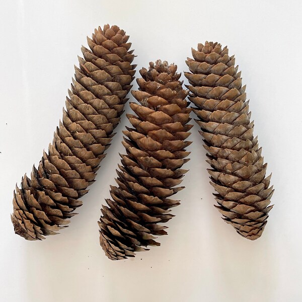 Hand picked Natural Pine Cones Norway Spruce - Great For home decor, crafts, garlands, wreaths, rustic weddings and more, harvest of 2023