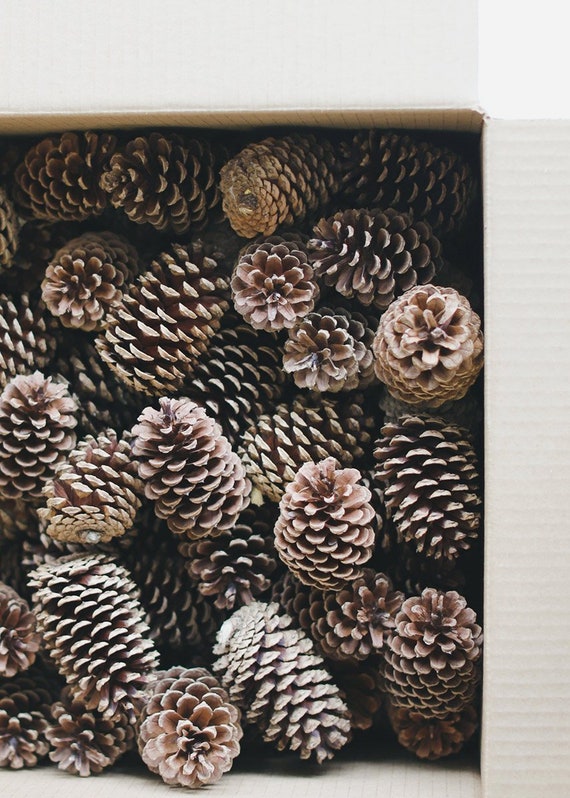 botanical dyeing with ponderosa pine cones