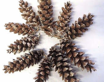 Hand picked Eastern White Pine Cones, Crafts, Wedding decor, Wreaths, Table Decor,  harvest of 2023