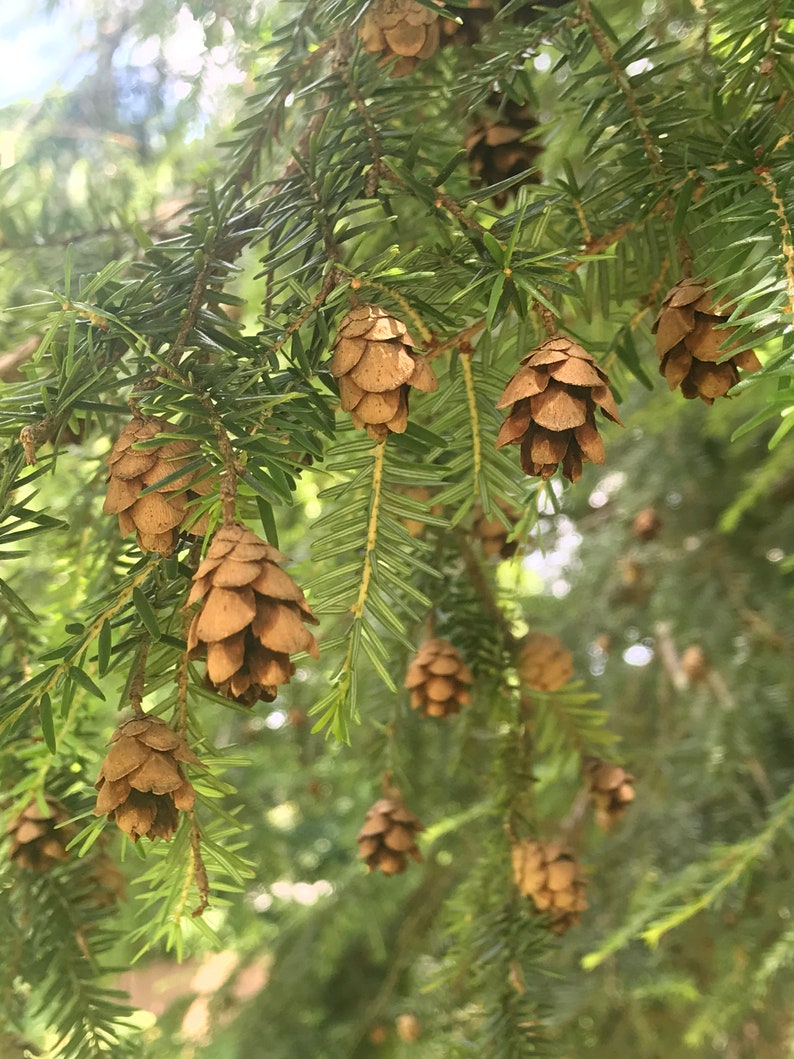 Hemlock tree cones Eastern Hemlock Craft Potpourri bags | Etsy