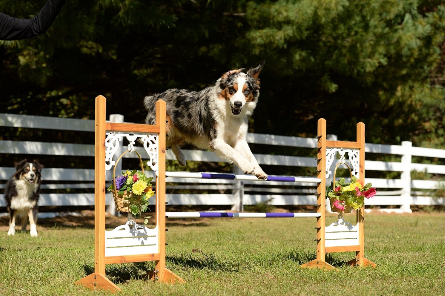 Dog Agility Jumps With Wings
