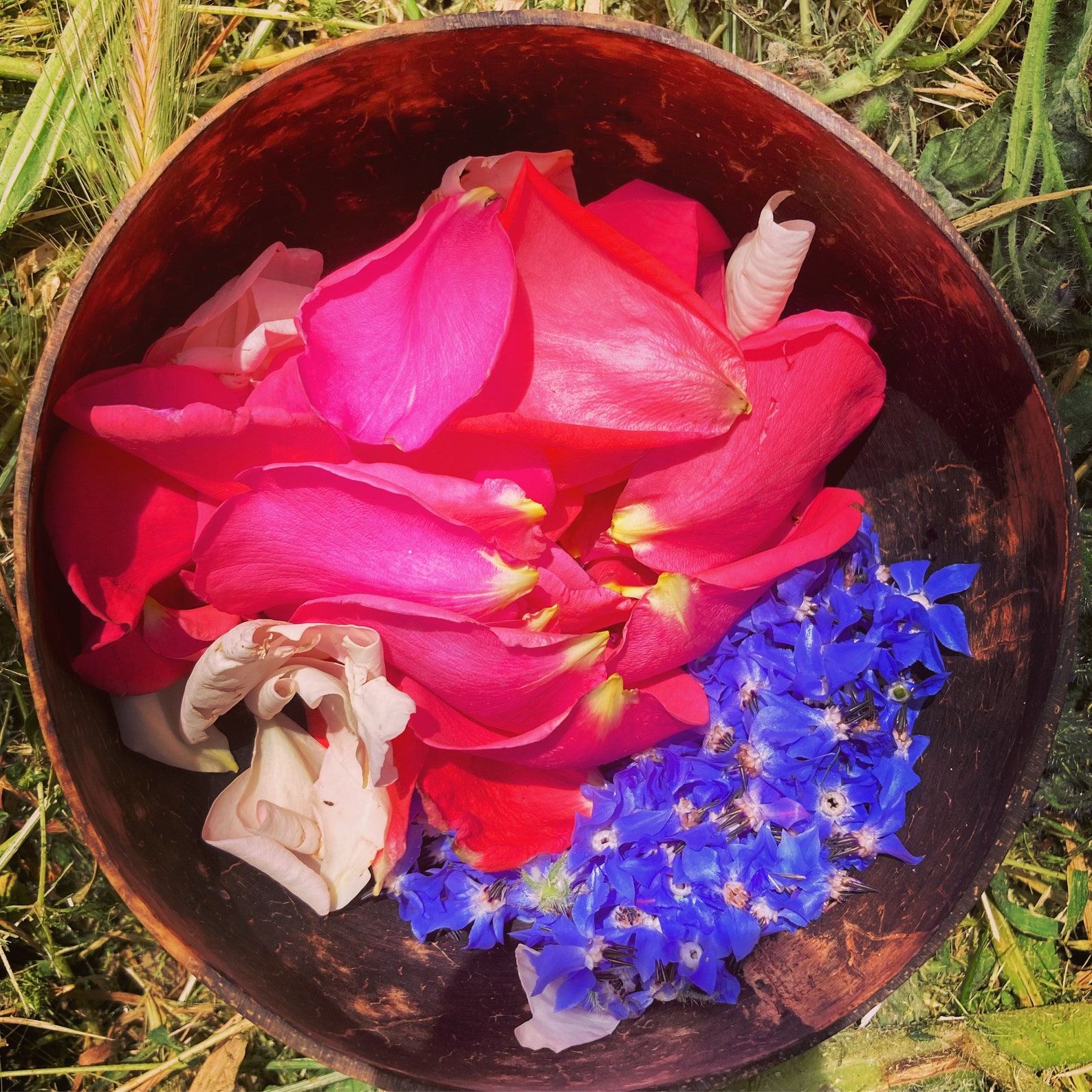 Rose/Hibiscus/Jasmine Flower Essences Etsy