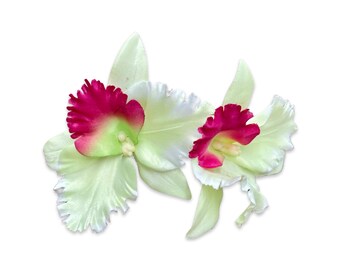 Light green orchid