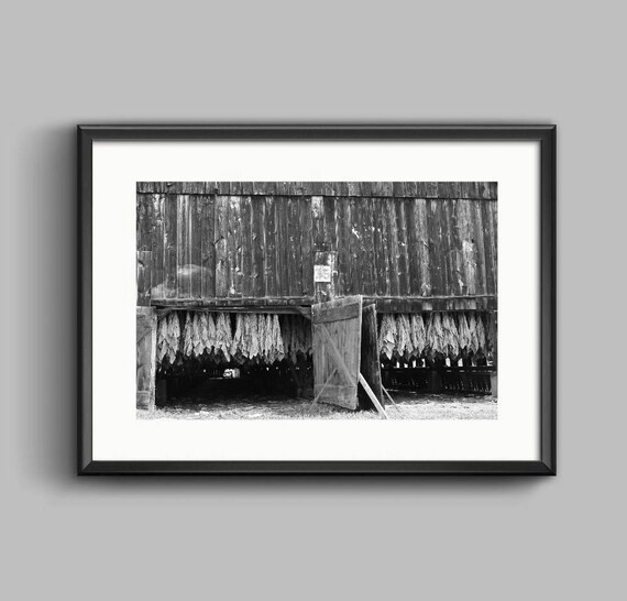 Tobacco Barn Black White Photo Man Cave Old Barn Print Etsy
