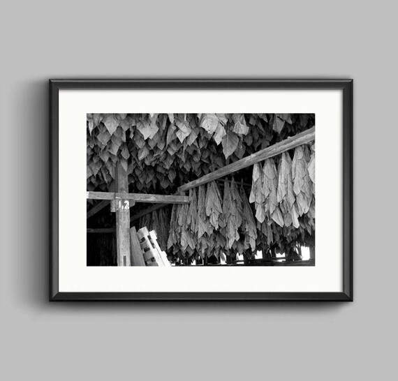 Tobacco Barn Black White Photo Man Cave Old Barn Print Etsy