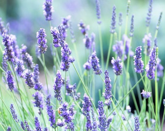 Lavender Wall Art Print - Floral Photography