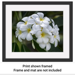 Example picture showing how the Pretty Plumeria artwork by Maui J & M Photography would look if it were displayed in a black frame with a white mat.