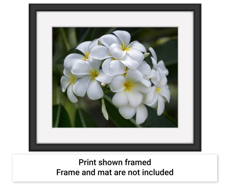 Example picture showing how the Pretty Plumeria artwork by Maui J & M Photography would look if it were displayed in a black frame with a white mat.