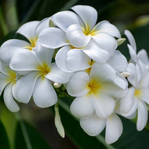 Artwork photograph of a cluster white plumeria blossoms with soft yellow centers on blurred green bokeh background. The plumeria flower petals are delicate and have a sunny soft sheen reflecting the glow of the sun.