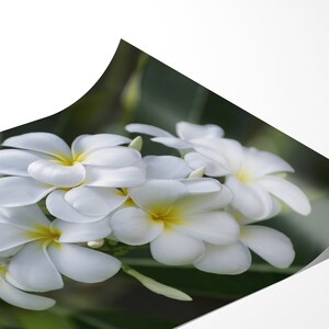 Photo paper print artwork of white plumeria flowers. The print is laying on a flat surface with the end curled up to show the high quality of the photo. The picture shows white plumeria with yellow centers surrounded by a green bokeh background.