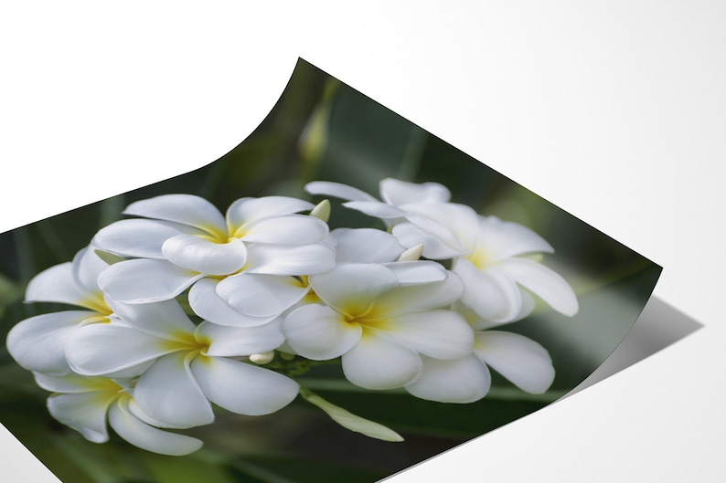 Photo paper print artwork of white plumeria flowers. The print is laying on a flat surface with the end curled up to show the high quality of the photo. The picture shows white plumeria with yellow centers surrounded by a green bokeh background.