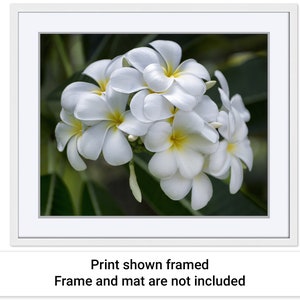 Example picture showing how the Pretty Plumeria artwork by Maui J & M Photography would look if it were displayed in a white frame with a white mat.